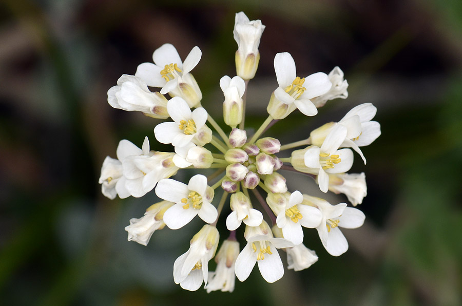 Microthlaspi perfoliatum (=Thlaspi perfoliatum ) / Erba storna perfogliata